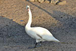 Schwan am Rheinufer in Graurheindorf - 21.12.2016