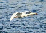 Hckerschwan im Tiefflug ber`m Rhein bei Mondorf - 18.01.2017