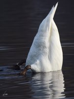 Kpfchen in das Wasser, Schwnzchen in die Hh...