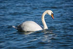 Schwan mit Wassertropfen am Schnabel.