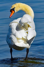 Ein Schwan an der Ostsee-Kste.