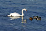 Schwan und Stockenten im Rhein bei Mondorf - 18.01.2017