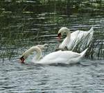 FAMILIE SCHWAN AUF DER LAHN  Alles Erziehungssache!!Papa und Mama Schwan scheinen dem Nachwuchs hier am 23.5.2017  auf der LAHN in WETZLAR beizubringen,wie man Futter in den Schnabel kriegt....