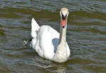 Schwan im Rhein bei Graurheindorf - - 06.05.2017