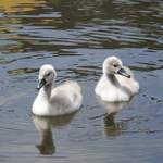 SCHWANEN-NACHWUCHS AUF DER LAHN IN DIEZ  Bildschn und schnuckelig-diese 2 Jungschwne zog es am 8.6.2017 am Lahnufer  in DIEZ aufs Wasser,whrend der Rest des Kindersegens(3) in 1-2