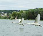 2 SCHWNE HEBEN AB IM WESTERWALD....