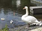 SCHWANENMUTTER MIT NACHWUCHS AUF DER LAHN  In DIEZ/LAHN beobachtet am 8.6.2017 Mama Schwan aufmerksam die Schwimmversuche von 2 aus ihrem  Nachwuchs,whrend der Rest der Kleinen sich hinter Mama