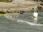 Hckerschwan mit Jungtieren am 5.7.2006 an der Ostseekste von Medelpad.