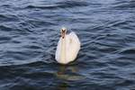 Ein Schwan schwimmt auf dem Sen See am Campingplatz Seeburg im Mansfelder Land (Nordstrand).