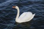 Ein Schwan schwimmt auf dem Sen See am Campingplatz Seeburg im Mansfelder Land (Nordstrand).