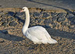 Schwan am Rheinufer in Graurheindorf - 21.12.2016