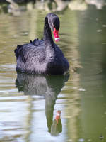 Ein Trauerschwan und sein Spiegelbild im Wasser.