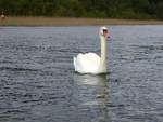 Ein Schwan schwimmt auf dem Labussee bei Canow und folgt dem Kanu, aus dem das Foto entstand.