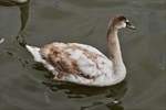 Ein noch junger Hckerschwan auf der Mosel in Wasserbillig.