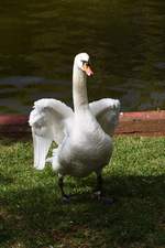 Hckerschwan bei der Krperpflege im Parque Santa Catarina (FUNCHAL, Madeira/Portugal, 02.02.2018)