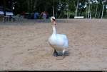 Ein neugieriger Schwan spaziert am Sandstrand des Heidebades Halle-Nietleben.