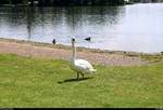 Ein Schwan besucht den Nordstrand des Sen Sees in Seeburg (Gemeinde Seegebiet Mansfelder Land).