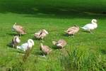 Schwanenfamilie beim Frhputz im Lydiard Park bei Swindon , 12.9.2016