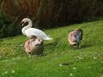 Schwanenfamilie beim Frhputz im Lydiard Park bei Swindon , 12.9.2016