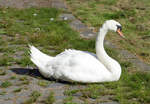 Schwan beim Sonnenbad in der Rheinaue Bonn - 01.09.2018