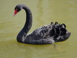 Schwarzer Schwan im Schlopark von Schliengen (31.03.2019)