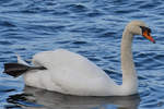 Ein Schwan hat schon mal sein Paddel rausgeholt.