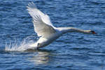 Die Startgeschwindigkeit ist fast erreicht und der Schwan erhebt sich aus dem kalten Wasser.