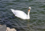 Schwan im Rhein bei Wesseling - 06.04.2019