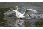 Hckerschwan (Cygnus olor) - Auf dem Rhein in Duisburg-Walsum