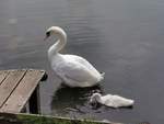 Ein Schwan mit Jungem am Lietzensee in Berlin.