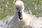 Jungschwan in der Ostsee bei Lbeck-Travemnde.