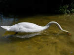 Ein Hckerschwan schnbelt im flachen Wasser nach etwas Essbaren.