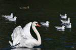 Dieser stolze Schwan war Mitte August 2020 auf dem Chiemsee unterwegs.