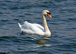 Schwan im Zlpicher See - 21.04.2021