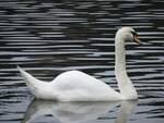 BILDSCHN UND ELEGANT: SCHWAN AUF DER LAHN IN WETZLAR  Kein  Wunder,dass Camille Saint-Saens ihm im  Karneval der Tiere  das schnste Stck gewidmet hat...In WETZLAR,LAHN,22.8.21