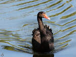 Ein Trauerschwan schwamm Mitte Dezember 2010 in einem Teich im Zoo Madrid .