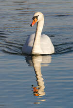 Schwimmender Schwan am 13.01.2022 im Inselsee im Stuttgarter Rosensteinpark.