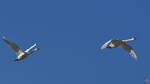 Zwei Höckerschwäne überfliegen den Ostseestrand.