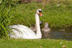 Am 30.05.2022 schwimmt ein Schwan hinter dem Schilfgrass im Nesenbach im Unteren Schlossgarten in Stuttgart hervor.