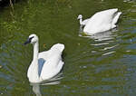 Trompeterschwan-Familie im Klner Zoo - 16.06.2022