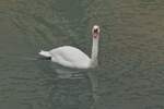 Einsamer Schwan auf dem See von Annecy.