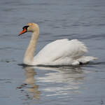 Ein stolzer Hckerschwan schwimmt auf der Trave.