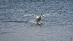 Ein Hckerschwan im Landeanflug.