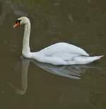 Hckerschwan dreht gemtlich seine Runden auf dem kleinen Fluss.