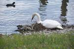 Schwan beim Nestbau am Bodensee (ALLENSBACH, Landkreis Konstanz/Deutschland, 27.04.2023)