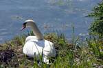 Schwan am Bodensee (ALLENSBACH, Landkreis Konstanz/Deutschland, 03.05.2023)