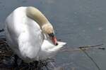 Schwan am Bodensee (LINDAU, Landkreis Lindau/Deutschland, 07.05.2023)