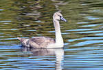 Junger Schwan im Zlpicher See - 26.09.2023