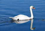 Schwan mit Spiegelbild im Zlpicher See - 26.09.2023