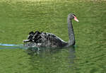 Schwarzer Schwan im Zlpicher See - 26.09.2023